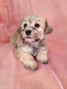 Female Schnoodle puppy for sale #7 Ready December 20th, 2012|Shipping to All Major Airports like Fort Lauderdale FL for only $150 2